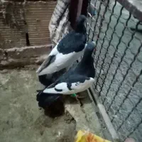 4تاحیوون قلدر