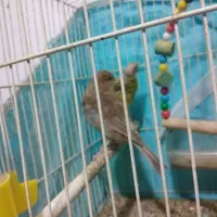 سلام دوعددقناری ماده به فروش میرسد