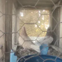 کبوتر|پرنده|خوانسار, |دیوار