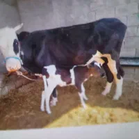 یک گاو با گوساله|حیوانات مزرعه|مسجد سلیمان, |دیوار