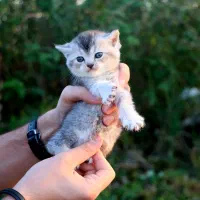 بچه گربه بریتیش ماده