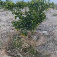 استخدام کارگر ساده باغداری