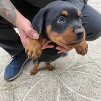 واگذاری سگ روتوایلر|سگ|آستارا, |دیوار