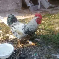 یک عددخروس سیاه سفیدقیمت ۹۰۰۰۰۰|حیوانات مزرعه|آستانه اشرفیه, |دیوار