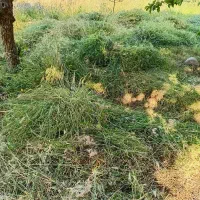 علف تازه