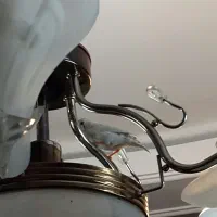 فنچ نر و ماده تازه بالغ بدون قفس