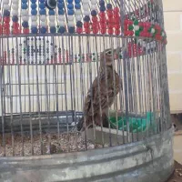 طغرا پرنده قناری عروس هلندی|پرنده|کرمان, |دیوار