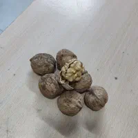 گردو|خوردنی و آشامیدنی|مشهد, مشکینی (شهرک غرب)|دیوار