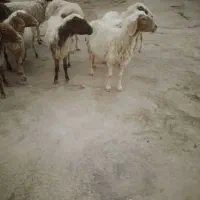 گوسفندعراقی شرط ابستن سوسنگرد