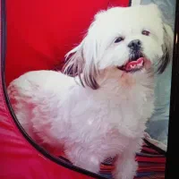 گمشده|سگ|اصفهان, اشکاوند|دیوار