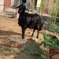 ۱۰عدد بره میخام با چک پاییز