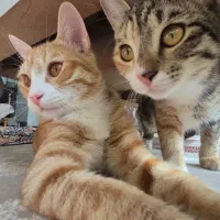 واگذاری گربه