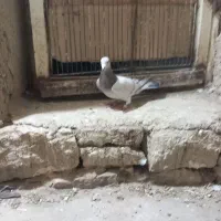 نامور|پرنده|لالجین, |دیوار