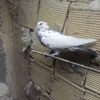 کفتر کبوتر|پرنده|بهارستان, |دیوار