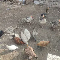 غاز و مرغ محلی|حیوانات مزرعه|جلفا, |دیوار