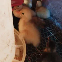 جوجه اردک محلی|حیوانات مزرعه|آستارا, |دیوار