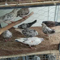 کبوتر عمده|پرنده|سقز, |دیوار