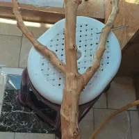 چوب پرنده