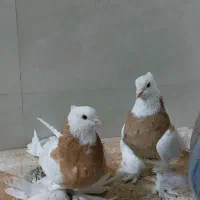 کبوتر طوقی زرد