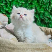 گربه ایرانی اصیل