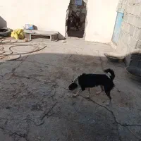 سگ پاکوتاه تربیت شده