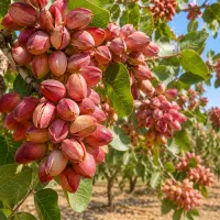 دیگه وقتشه تناژ پسته و کیفیت افزایش بدین