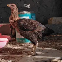 یک عدد خروس محلی یک عدد خروس لاری و دو مرغ لاری