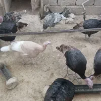 بوقلمون محلی اصل قیمت هر جفت ۳ میلیون و ۸۰۰