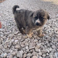 توله هاسگی دو رگ چشم آبی