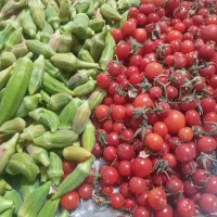 گوجه آلبالویی|خوردنی و آشامیدنی|تایباد, |دیوار