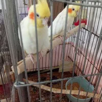 عروس هلندی قیمت مفت