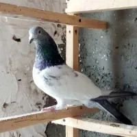 سه عدد کبوتر