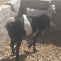 کره پاکستانی|حیوانات مزرعه|سیرجان, |دیوار