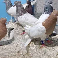 کبوتر رنگی همه رنگ موجود به شرط همه چیز|پرنده|تهران, جمال‌زاده|دیوار
