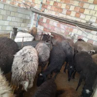 بره میش بز بزغاله|حیوانات مزرعه|محمدیه-قزوین, |دیوار