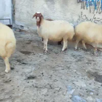 میش آبستن پستان کرده