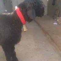 سیاه کیلویی|حیوانات مزرعه|شهرکرد, |دیوار