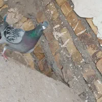 کبوتر کفتر|پرنده|تایباد, |دیوار