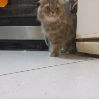 واگذاری گربه بریتیش لانگ هیر|گربه|تهران, ازگل|دیوار