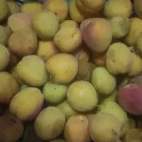 فروش باغ در نصرآباد با سند تک برگ و قیمت مناسب|فروش زمین و ملک کلنگی|تفت, |دیوار