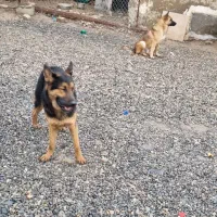 گمشده ، سگ خانگی ژرمن گمشده