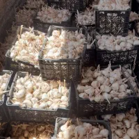 فروش سیر خشک یک|عمده‌فروشی|الشتر, |دیوار