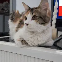 گربه واگذاری|گربه|ملارد, |دیوار