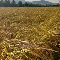 فروش دوتن برنج چمپای اصل وتضمینی