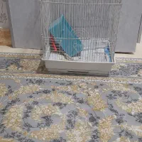 قفس مرغ عشق