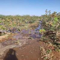 باغ پسته 25 ساله