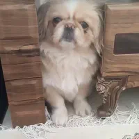 گمشده (دزدیده شده) مژدگانی دارد