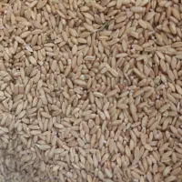 بذرگندم|خدمات باغبانی و درختکاری|نظر کهریزی, |دیوار