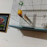 قناری نروماده سبز سوخته