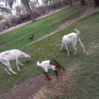 تالی پاکستانی|حیوانات مزرعه|بند زرک, |دیوار